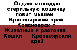 Отдам молодую стерильную кошечку (ловит мышей) - Красноярский край, Красноярск г. Животные и растения » Кошки   . Красноярский край